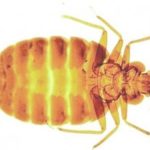 Bed bug Control London