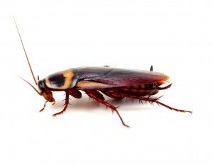 Cockroach Control North East London