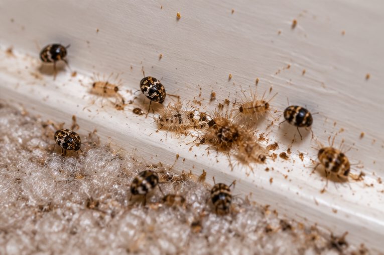 Larvae along a carpet edge by a skirting board