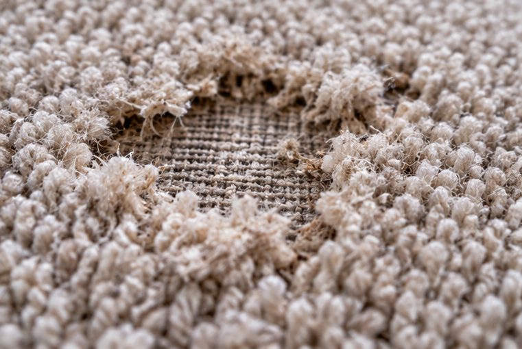 Patch of carpet eaten down to the backing