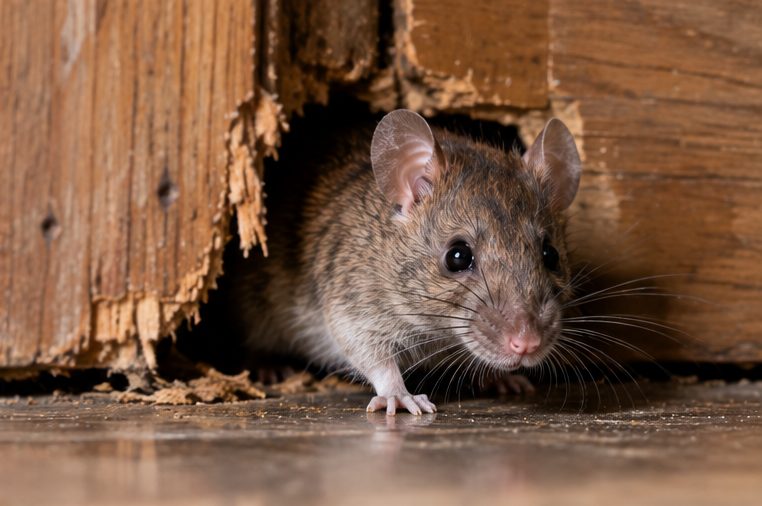 Mouse at a gnawed hole in the base of a wooden door frame
