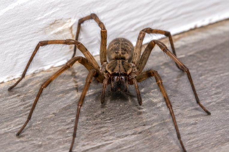 House spider on a skirting board