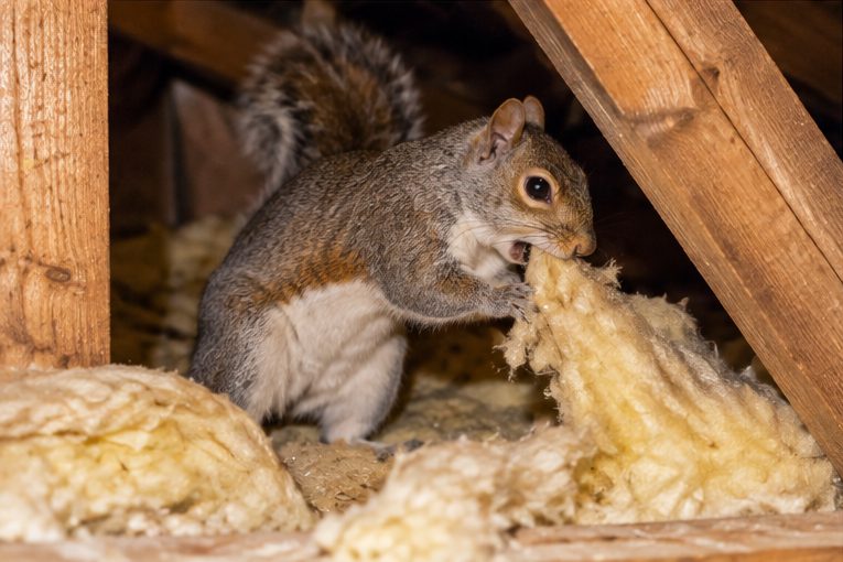 Grey squirrel in loft insulation