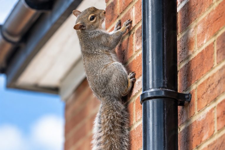 Grey squirrel climbing a drainpipe