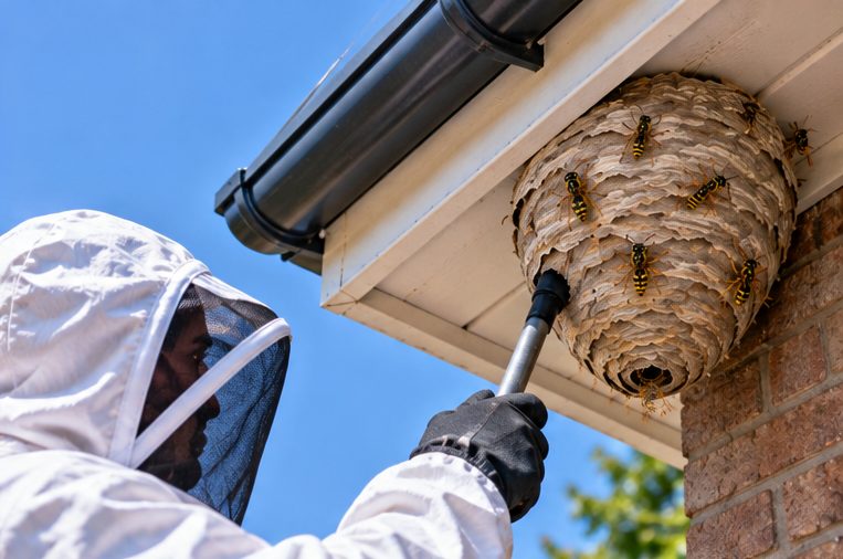 Technician in a protective suit treating a wasp nest under the eaves