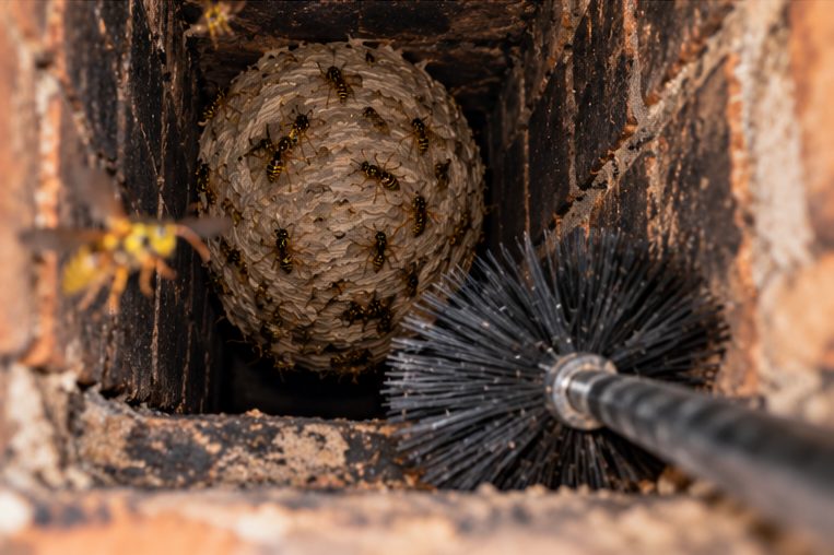 Sweep's brush beside a wasp nest in a flue