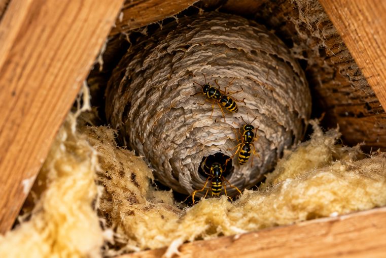 Wasp nest on loft insulation between rafters