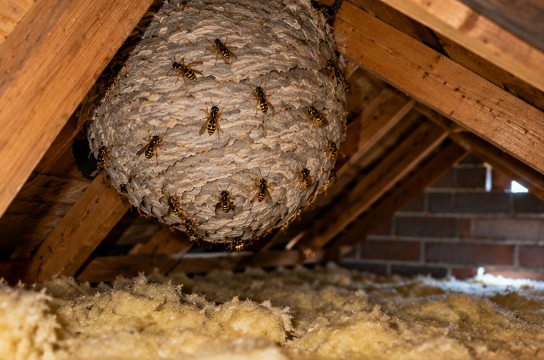 Large wasp nest hanging from loft rafters