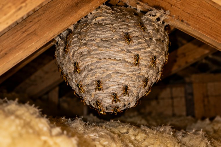 Wasp nest above loft insulation