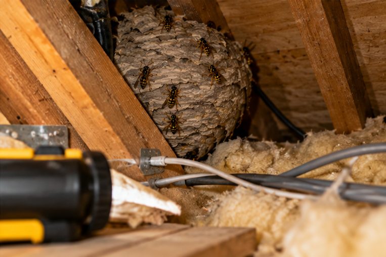 Wasp nest in a loft beside a torch and cables