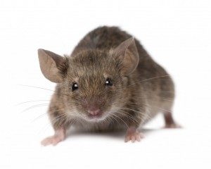 Mice Control In Whitehall