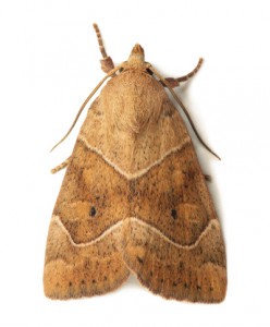 How to Identify Carpet Moths in Mill Hill