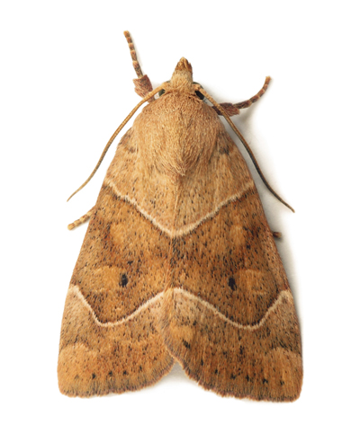 How to Identify Carpet Moths in Battersea