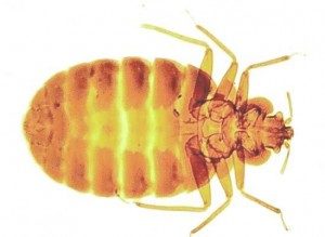Bed bug Control East London