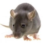 Rat Control Hampstead