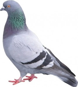 pigeon control london