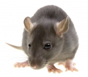 Mice Control In North East London