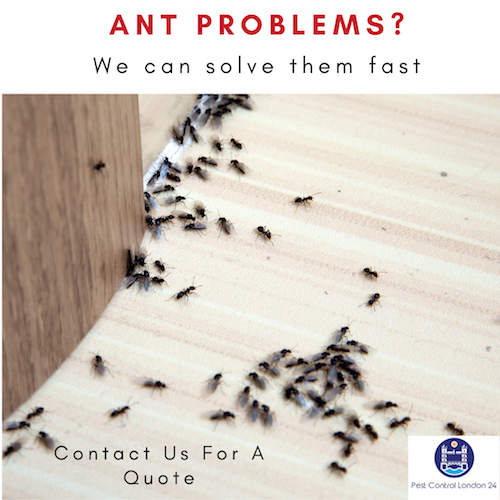 Cost of Ant Removal in Battersea