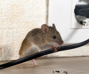 Mice Exterminator Aldersgate