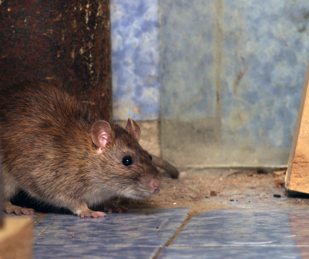 Rat Extermination Southgate