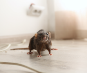 Emergency Mouse Removal Hendon